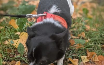 Dem Hund ist es egal, ob ich Smalltalk führe.